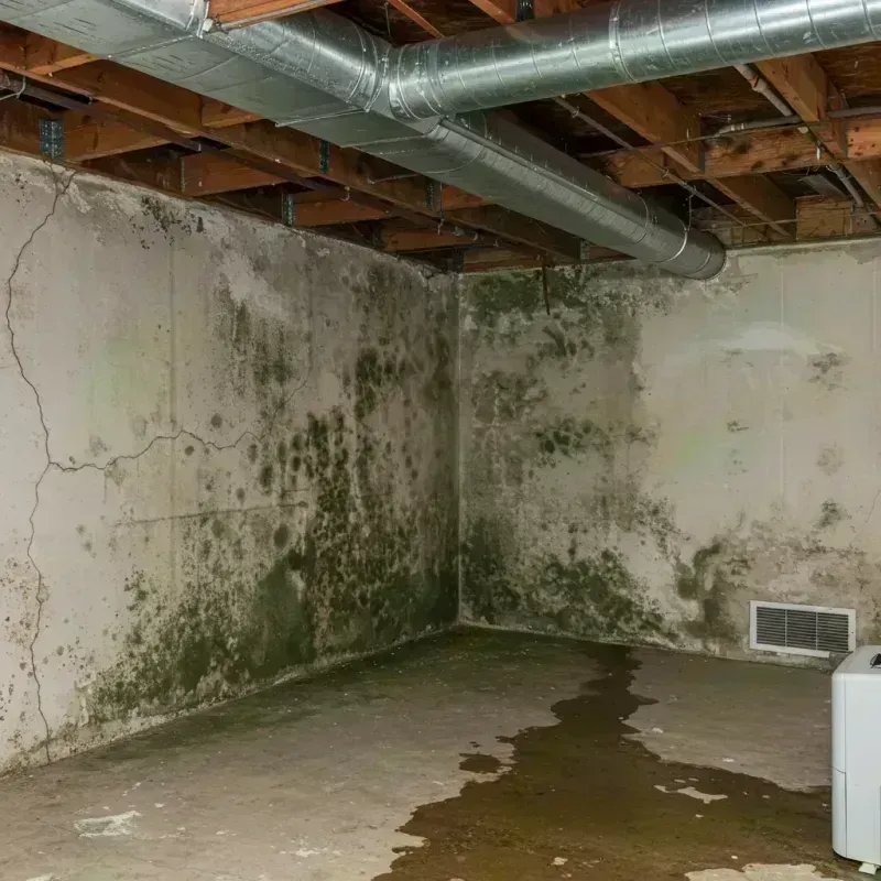 Professional Mold Removal in North Aurora, IL